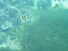 Chaetodon tricinctus