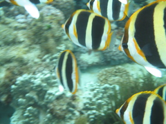 Chaetodon tricinctus