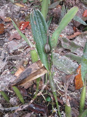 Guarianthe