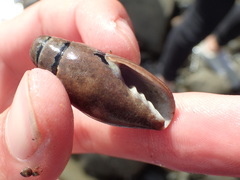 Atrimitra idae