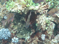 Ostorhinchus norfolcensis