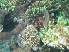 Ostorhinchus norfolcensis