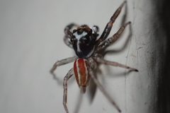 Antillattus gracilis