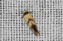 Psaroxantha calligenes