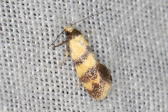 Psaroxantha calligenes