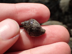 Acanthinucella