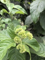 Heliotropium verdcourtii