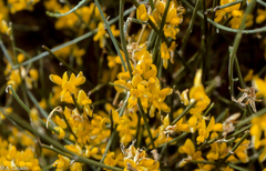 Genista spartioides