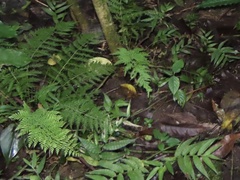 Ichnanthus pallens