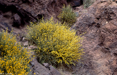 Genista spartioides