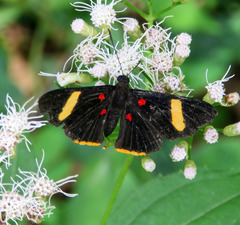 Melanis electron pronostriga