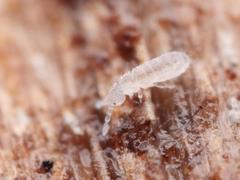 Parisotoma notabilis