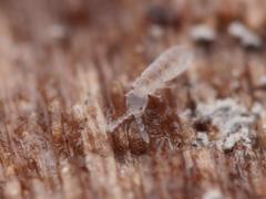 Parisotoma notabilis