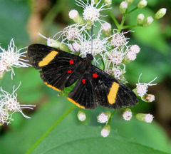 Melanis electron pronostriga