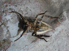 Lethocerus annulipes