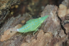 Remosa cultellator