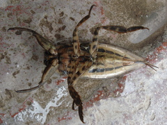 Lethocerus annulipes