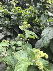 Heliotropium verdcourtii