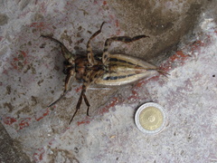 Lethocerus annulipes