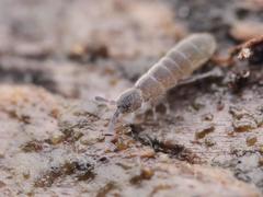 Vertagopus pseudocinereus