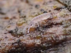 Vertagopus pseudocinereus