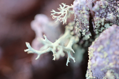 Cladonia leporina
