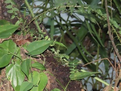 Marcgravia rectiflora