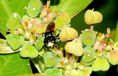 Philanthus loeflingi