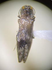 Agrilus lecontei