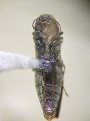 Agrilus lecontei