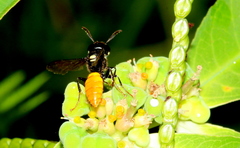 Philanthus loeflingi
