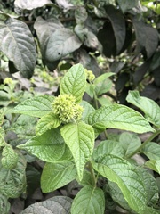 Heliotropium verdcourtii