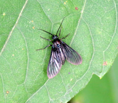 Saurita tipulina
