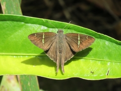 Murgaria carmelita