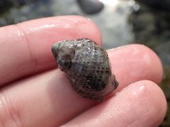 Acanthinucella
