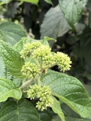 Heliotropium verdcourtii