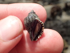 Acanthinucella