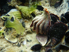 Trophon geversianus
