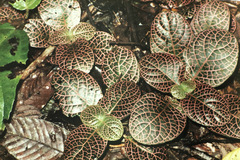 Fittonia albivenis