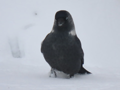 Corvus monedula