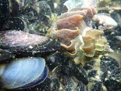 Trophon geversianus