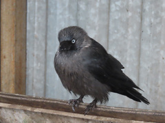 Corvus monedula