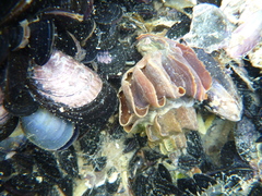 Trophon geversianus