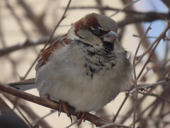 Passer domesticus