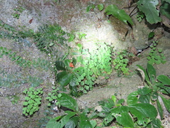 Marcgravia rectiflora