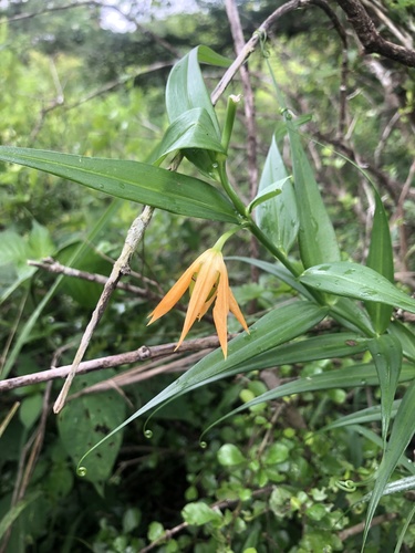 Gloriosa modesta (Gloriosa modesta)