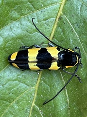 Tragocephala pretiosa