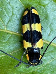 Tragocephala pretiosa