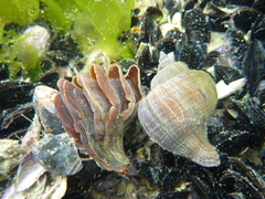 Trophon geversianus