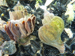 Trophon geversianus